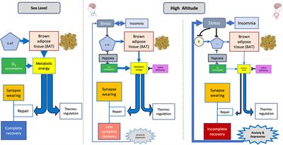 Women’s mood at high altitude. sexual dimorphism in hypoxic stress modulation by the tryptophan–melatonin axis